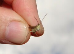 Chorthippus macrocerus