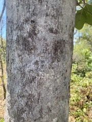 Syzygium suborbiculare