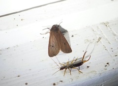 Phragmatobia fuliginosa