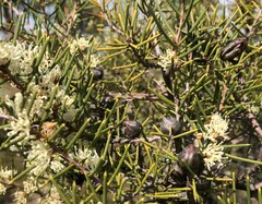Hakea rugosa