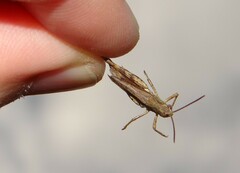 Chorthippus macrocerus