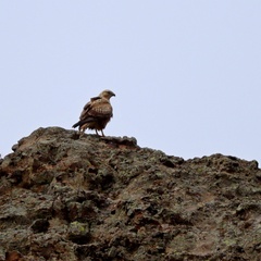 Buteo rufinus