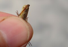 Chorthippus macrocerus