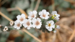 Heliotropium