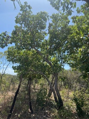 Syzygium suborbiculare