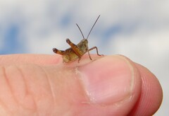 Chorthippus macrocerus