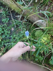 Gentiana linearis