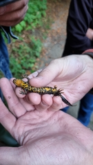 Triturus cristatus