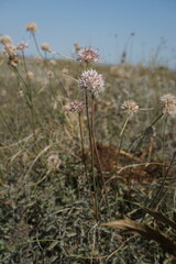 Allium tarkhankuticum