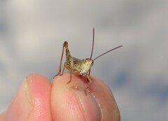 Chorthippus macrocerus