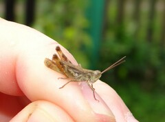 Chorthippus macrocerus