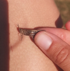 Aiolopus strepens