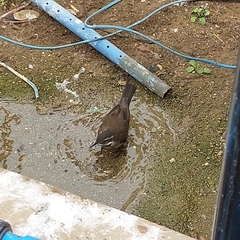 Cinclodes patagonicus