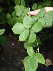 Rubus idaeus