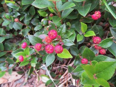 Gaultheria adenothrix