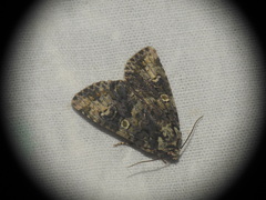 Craniophora ligustri