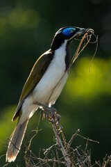 Entomyzon cyanotis