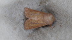 Denticucullus pygmina