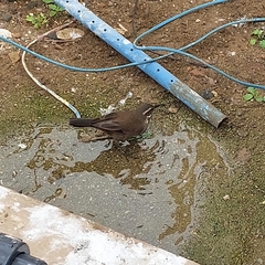 Cinclodes patagonicus