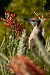 Philemon citreogularis