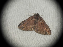 Catarhoe basochesiata