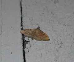 Herpetogramma aeglealis