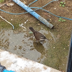 Cinclodes patagonicus