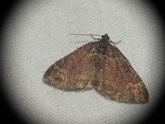 Catarhoe basochesiata