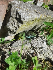 Lacerta viridis