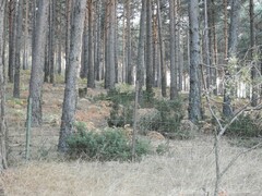 Juniperus communis saxatilis