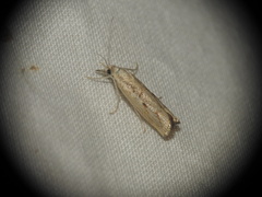 Agriphila geniculea