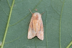 Denticucullus pygmina