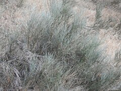 Cytisus oromediterraneus