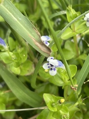 Lindernia rotundifolia