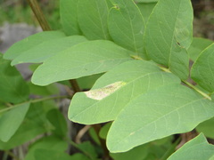 Macrosaccus robiniella