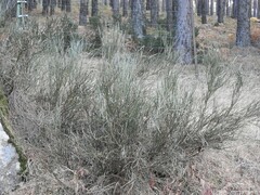 Cytisus oromediterraneus