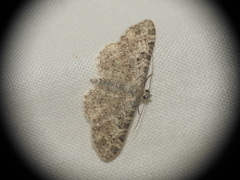 Gymnoscelis rufifasciata