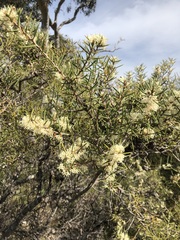 Hakea rugosa