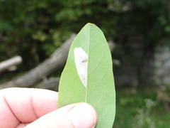Macrosaccus robiniella