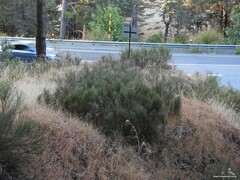 Cytisus oromediterraneus