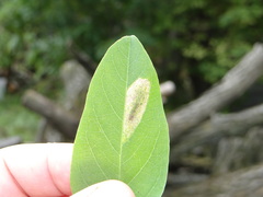 Macrosaccus robiniella