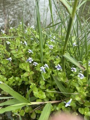Lindernia rotundifolia