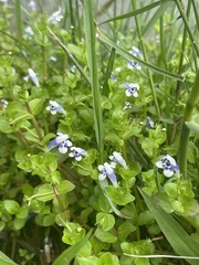 Lindernia rotundifolia
