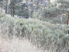 Cytisus oromediterraneus