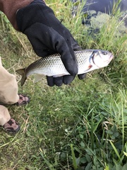 Semotilus corporalis