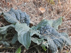 Digitalis purpurea purpurea