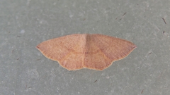 Cyclophora puppillaria
