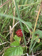 Rubus chamaemorus