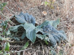 Digitalis purpurea purpurea