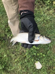 Semotilus corporalis